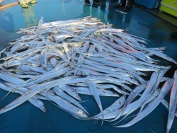 アジアマリンサービス 釣果