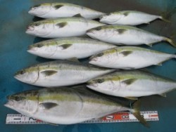 アジアマリンサービス 釣果