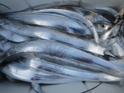 アジアマリンサービス 釣果