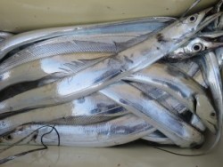 アジアマリンサービス 釣果