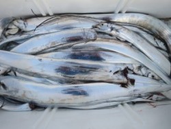 アジアマリンサービス 釣果