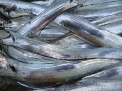 アジアマリンサービス 釣果