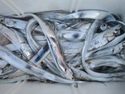 アジアマリンサービス 釣果