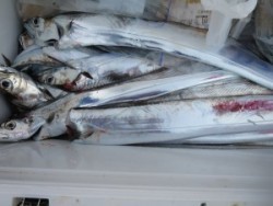 アジアマリンサービス 釣果