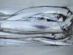 アジアマリンサービス 釣果