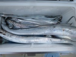 アジアマリンサービス 釣果