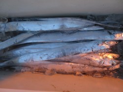 アジアマリンサービス 釣果