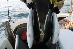 ハピネスⅡ 釣果