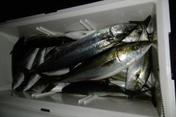 ハピネスⅡ 釣果