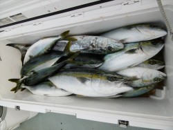 ハピネスⅡ 釣果