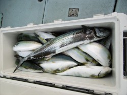 ハピネスⅡ 釣果