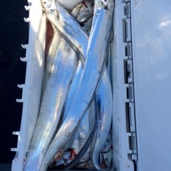 さんさん丸 釣果