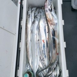 さんさん丸 釣果