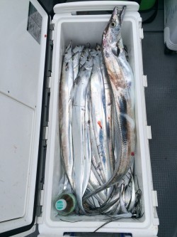 さんさん丸 釣果