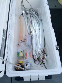 さんさん丸 釣果