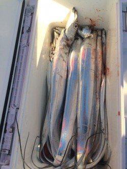 さんさん丸 釣果