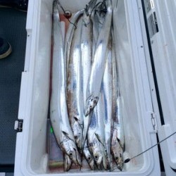 さんさん丸 釣果