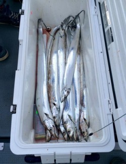 さんさん丸 釣果