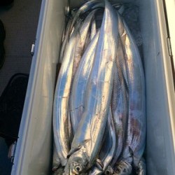 さんさん丸 釣果