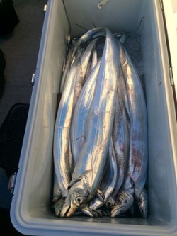 さんさん丸 釣果