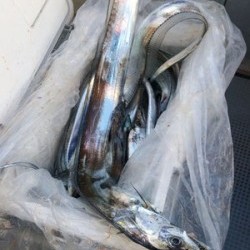 さんさん丸 釣果