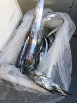 さんさん丸 釣果