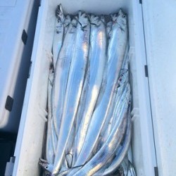 さんさん丸 釣果