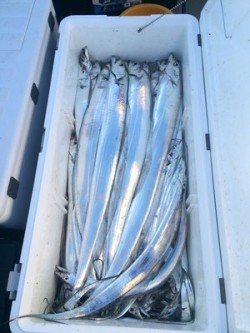 さんさん丸 釣果