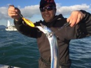 シーマジカル 釣果