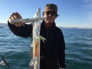 シーマジカル 釣果