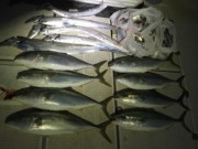 シーマジカル 釣果