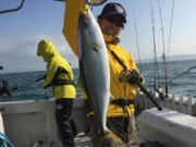 シーマジカル 釣果