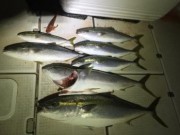 シーマジカル 釣果