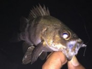 シーマジカル 釣果