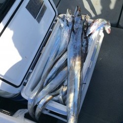 さんさん丸 釣果