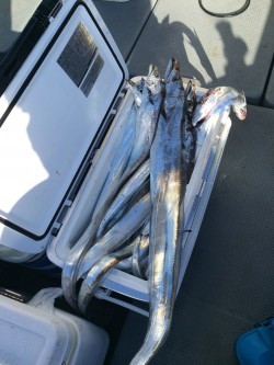 さんさん丸 釣果