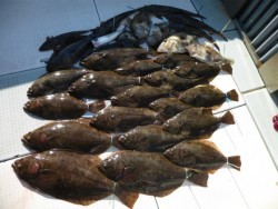 ふじしめ丸 釣果