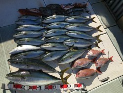 ふじしめ丸 釣果