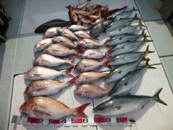 ふじしめ丸 釣果