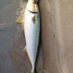 Blue.win 海人丸 釣果