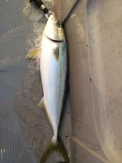 Blue.win 海人丸 釣果