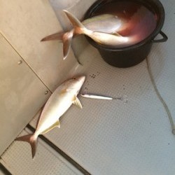 Blue.win 海人丸 釣果