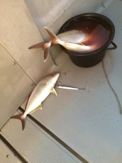 Blue.win 海人丸 釣果