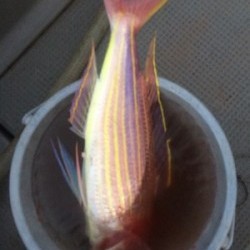 Blue.win 海人丸 釣果