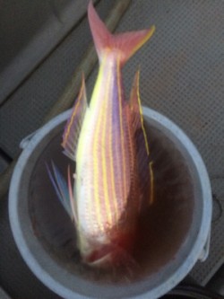 Blue.win 海人丸 釣果