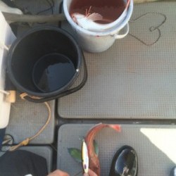 Blue.win 海人丸 釣果