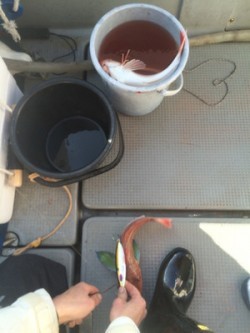 Blue.win 海人丸 釣果