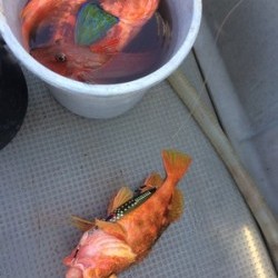 Blue.win 海人丸 釣果