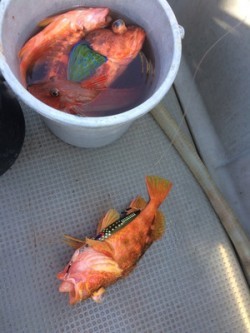 Blue.win 海人丸 釣果