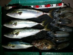 清和丸 釣果